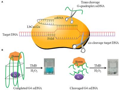 Visual and label-free ASFV and PCV2 detection by CRISPR-Cas12a combined with G-quadruplex